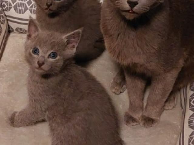 russisch blau kitten  Katzen Babys  Rassekatzen - 1